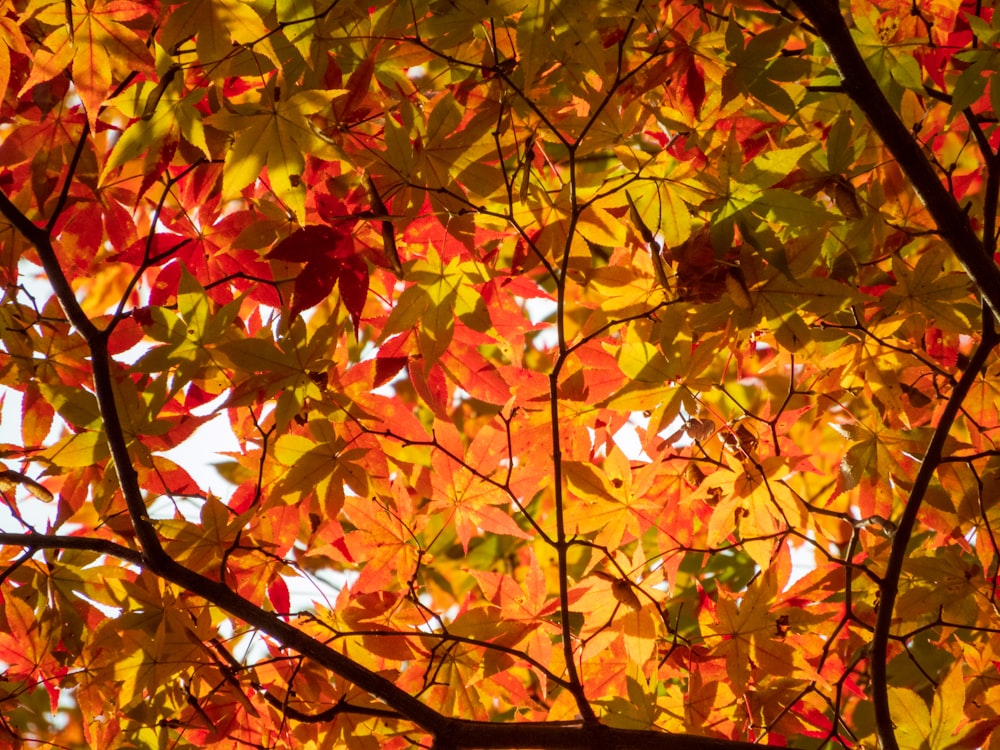 the leaves of a tree are changing colors