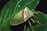 A close-up view of a green shield bug resting on a green leaf. The insect displays a shiny, green and yellow body with a distinct reddish stripe running horizontally across its back. The legs and antennae are also visible, adding to the detailed appearance of the bug.