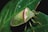 A close-up view of a green shield bug resting on a green leaf. The insect displays a shiny, green and yellow body with a distinct reddish stripe running horizontally across its back. The legs and antennae are also visible, adding to the detailed appearance of the bug.