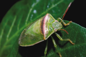 A close-up view of a green shield bug resting on a green leaf. The insect displays a shiny, green and yellow body with a distinct reddish stripe running horizontally across its back. The legs and antennae are also visible, adding to the detailed appearance of the bug.