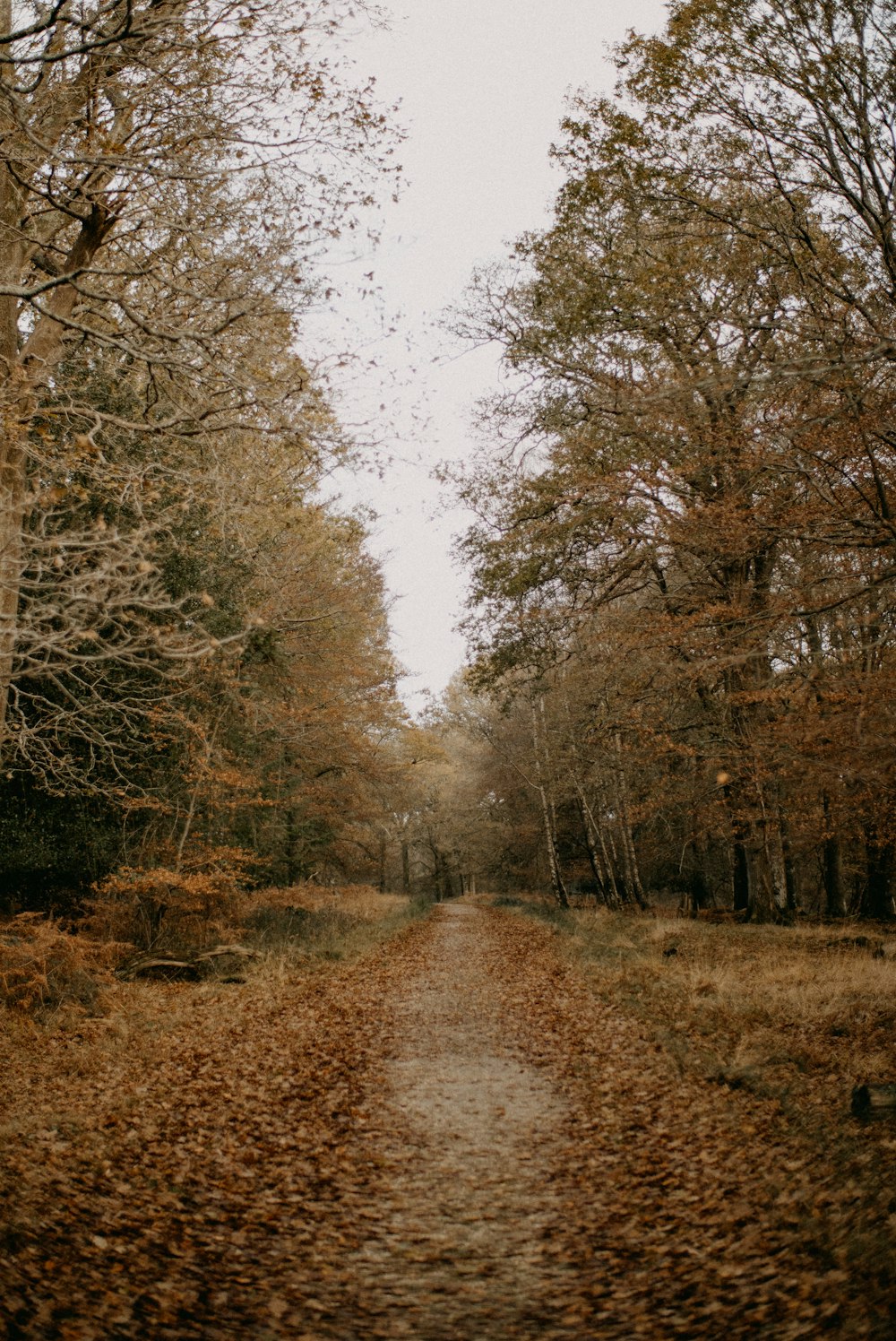 a dirt road surrounded by trees with leaves on the ground