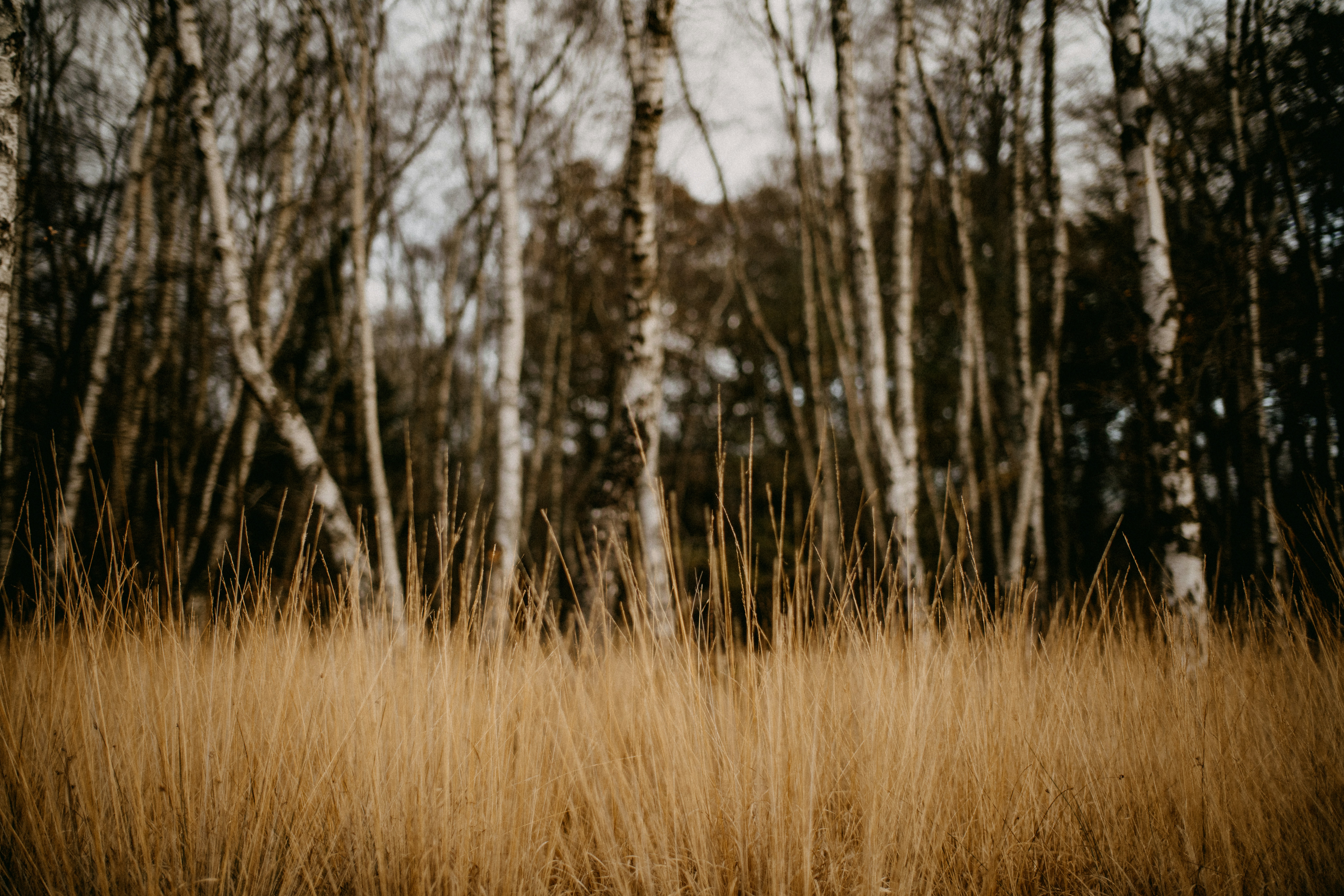 Photo by anniespratt