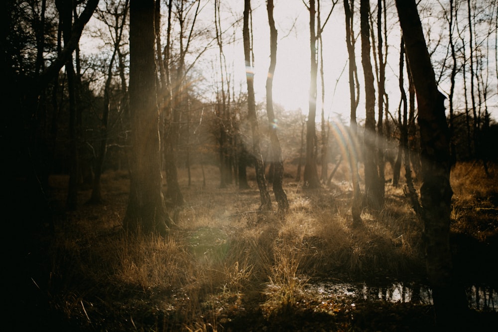 the sun is shining through the trees in the woods