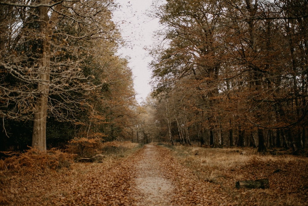 a dirt road in the middle of a forest