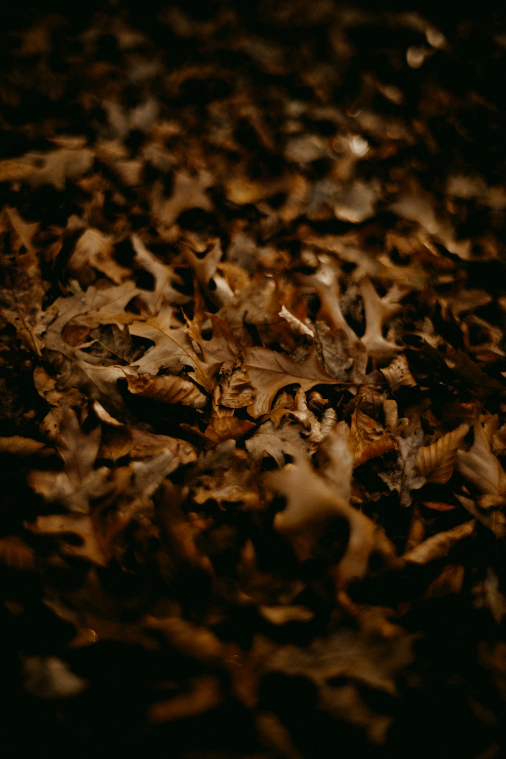 a bunch of leaves that are laying on the ground