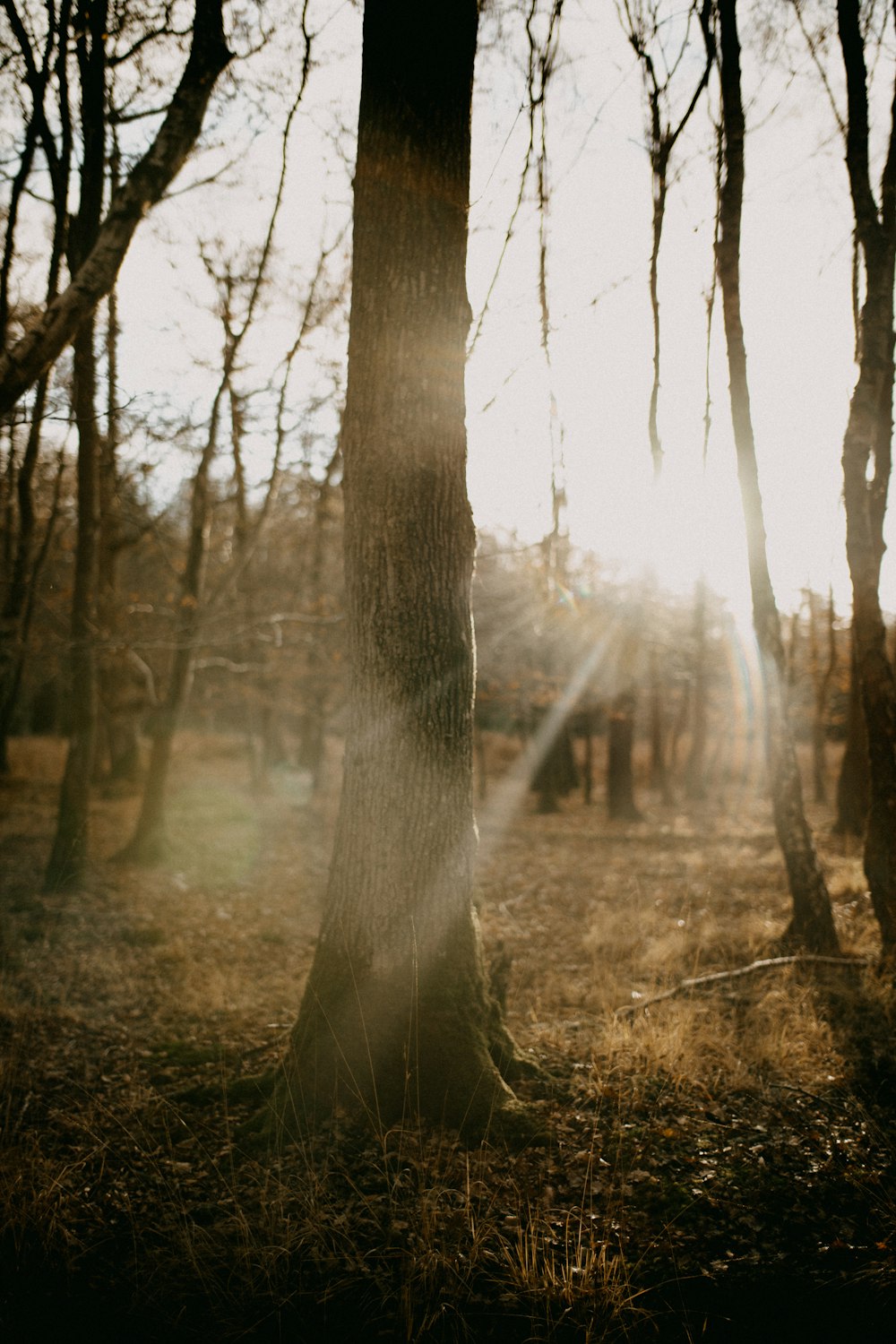 the sun is shining through the trees in the woods