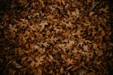 a bunch of leaves that are on the ground