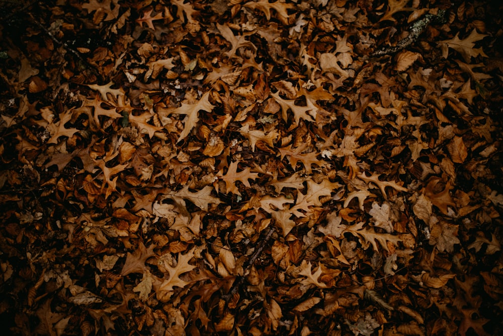 a bunch of leaves that are on the ground