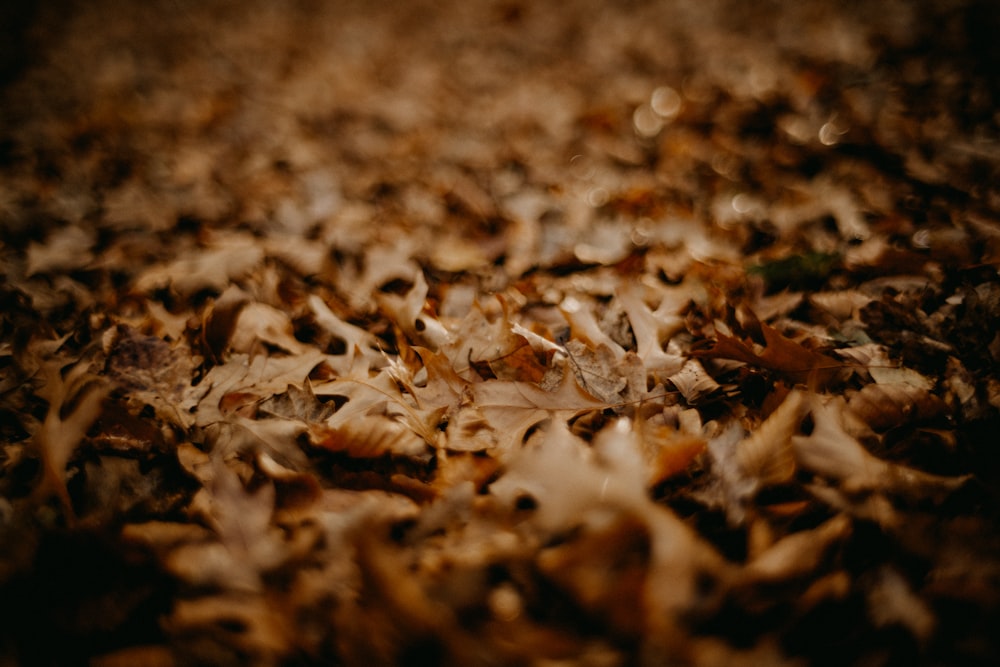 un bouquet de feuilles qui reposent sur le sol