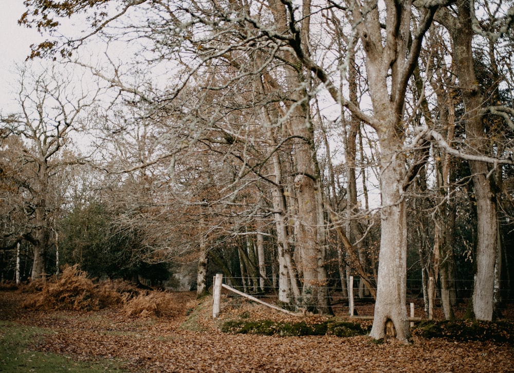 une clôture en bois entourée d’arbres et de feuilles
