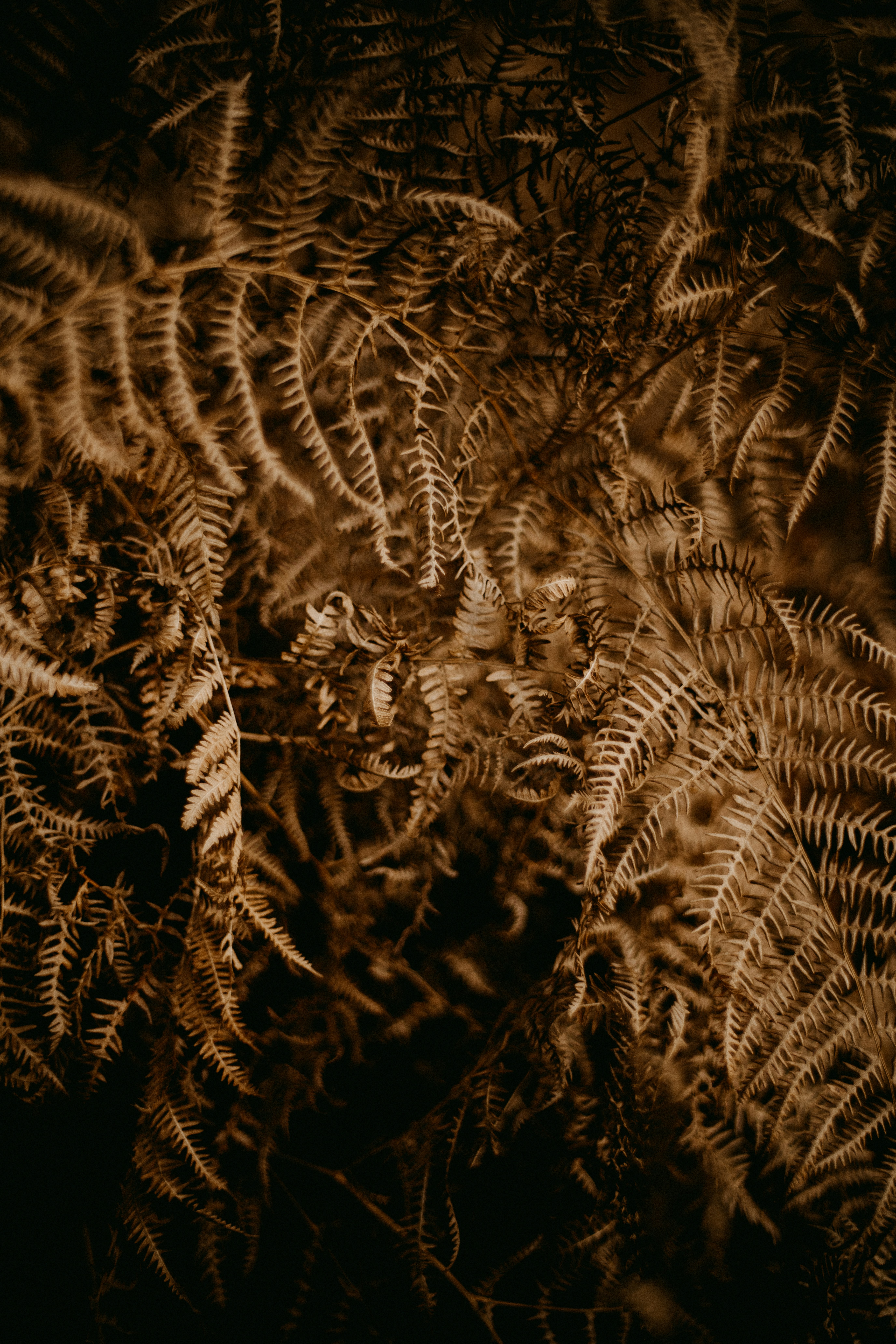 Photo by anniespratt