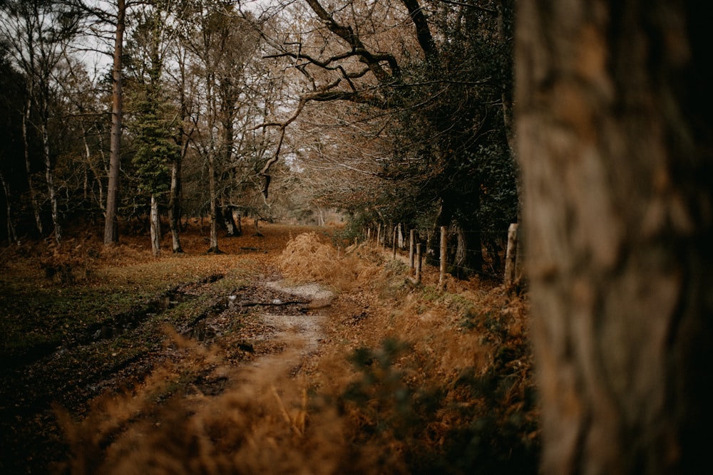 a dirt road in the middle of a forest