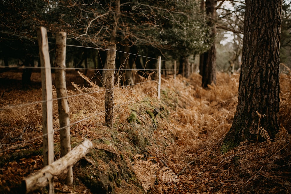 a fence in the middle of a wooded area