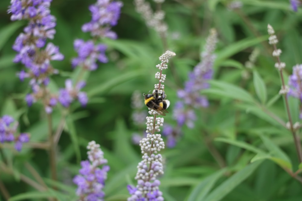 a yellow and black bee sitting on top of a purple flower