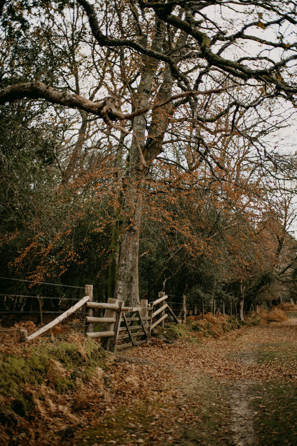 a wooden fence sitting next to a forest filled with trees