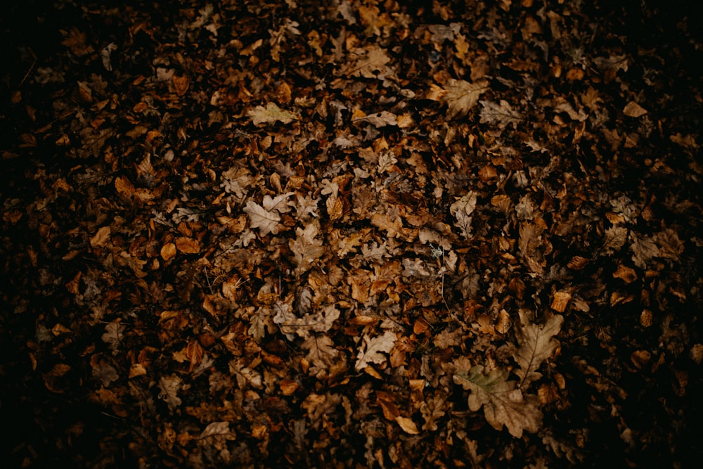 a bunch of leaves that are on the ground