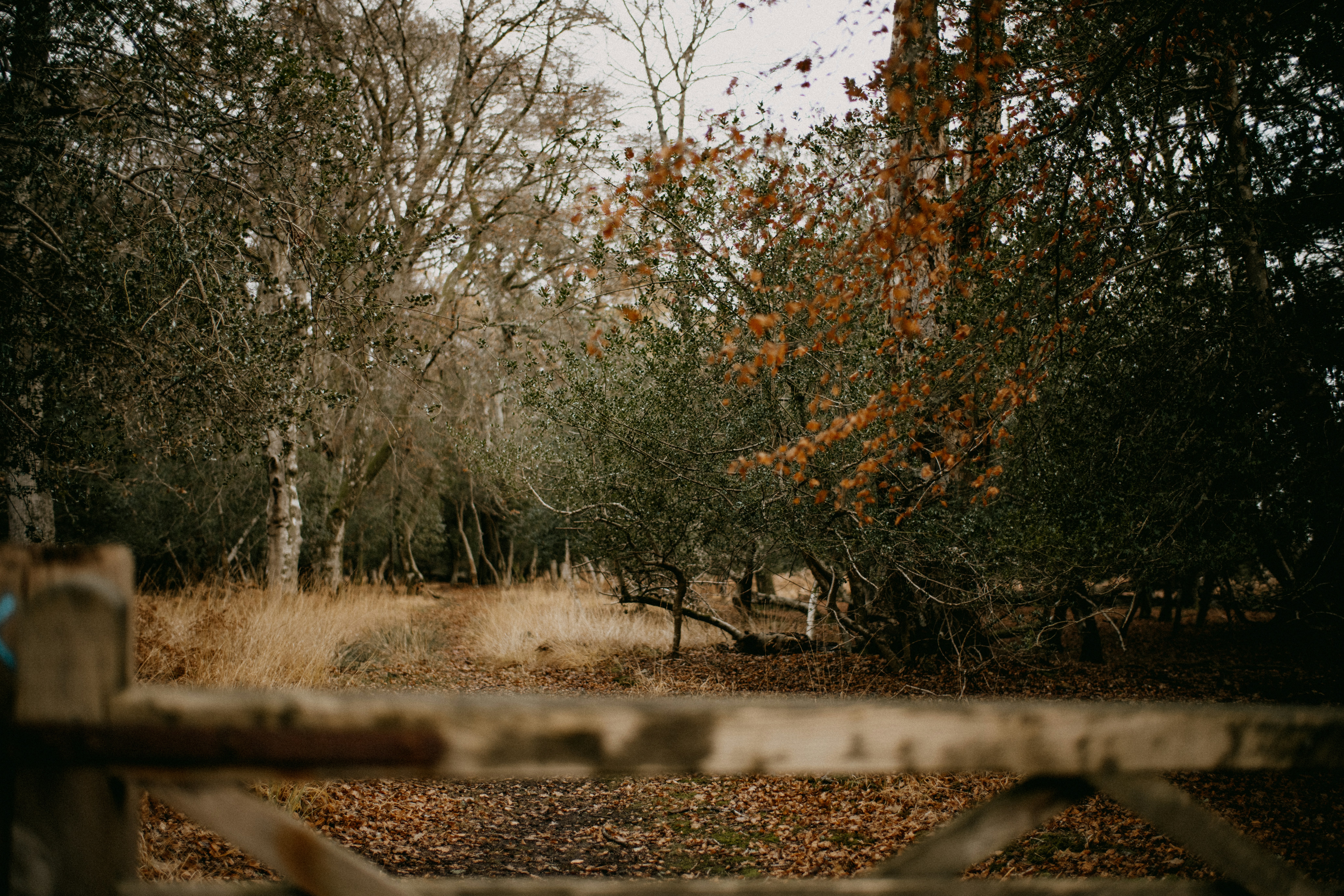 Photo by anniespratt