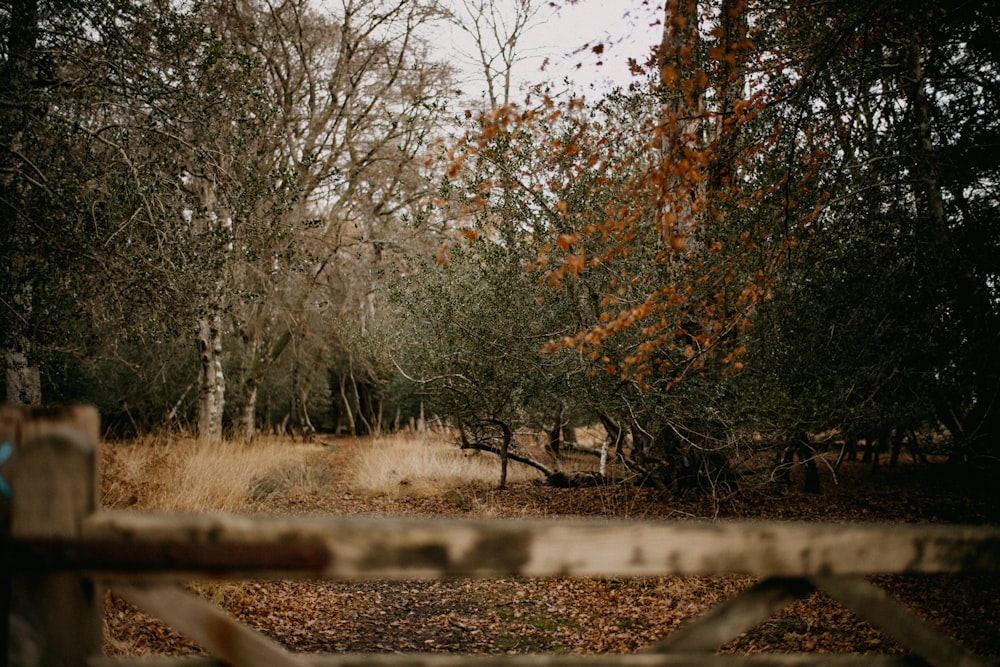 a gate in the middle of a wooded area