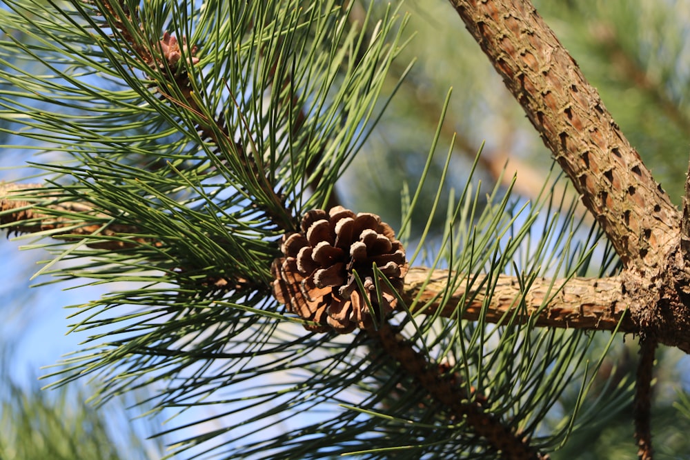 a pine cone on a branch of a pine tree