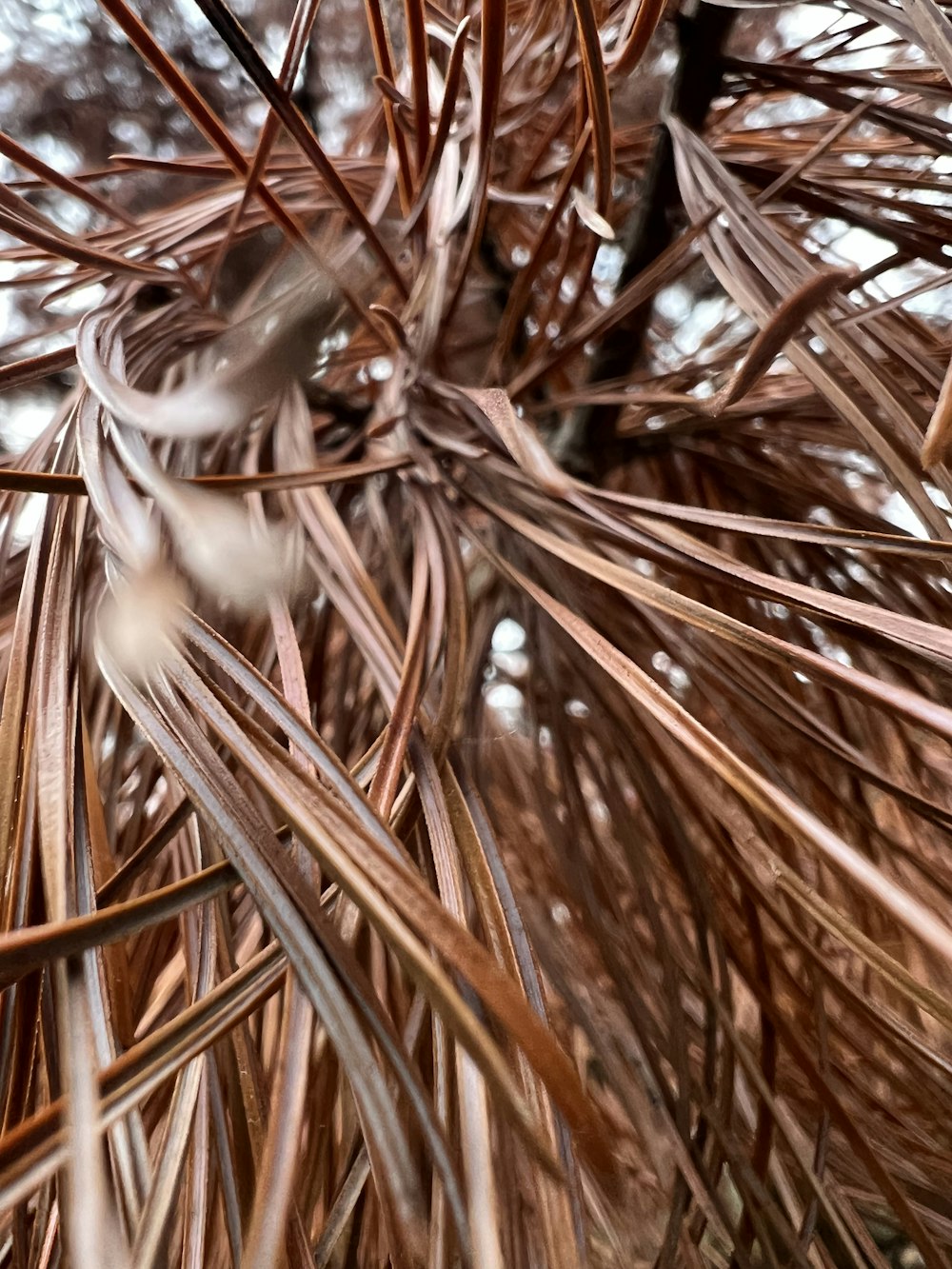 a close up of a pine tree with lots of needles