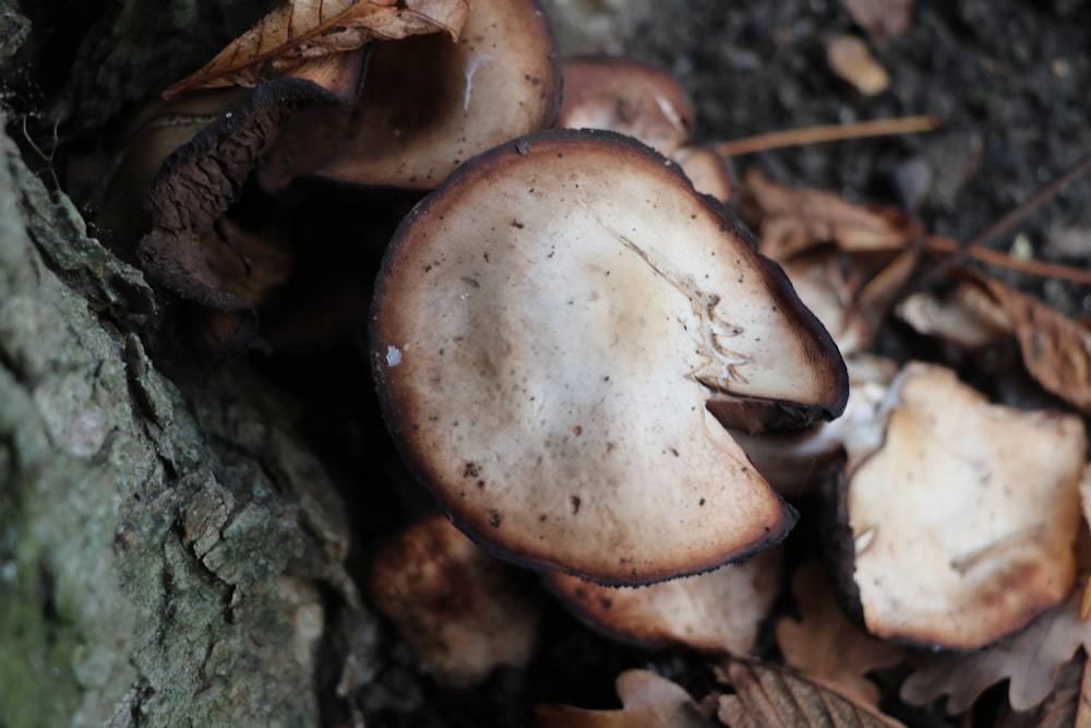 a group of mushrooms sitting on top of a forest floor