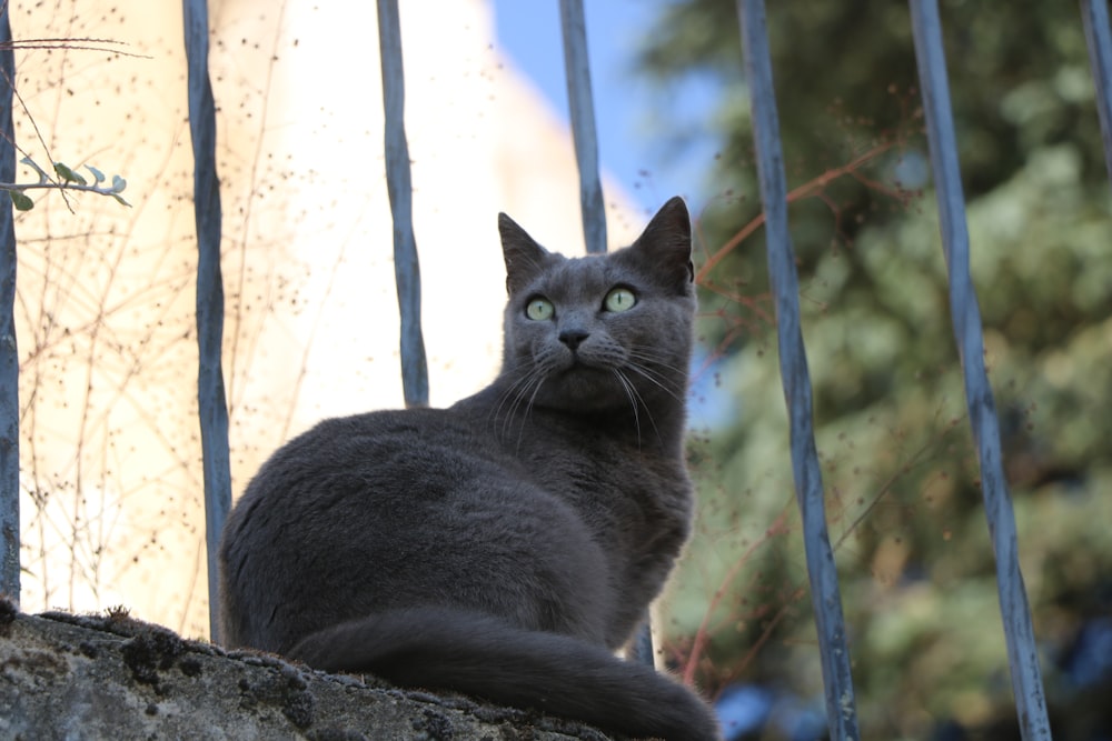 a gray cat sitting on top of a rock