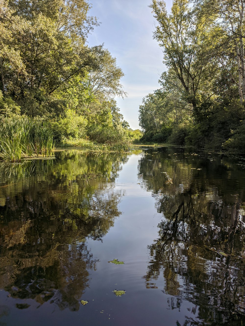 a body of water surrounded by trees and grass