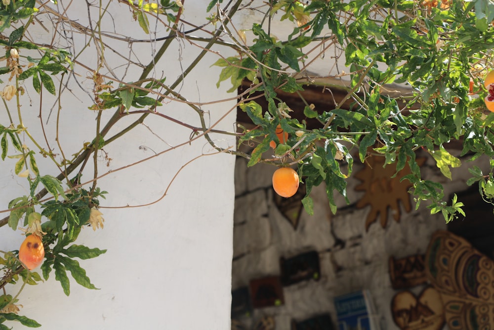 uma árvore com laranjas penduradas em seus galhos
