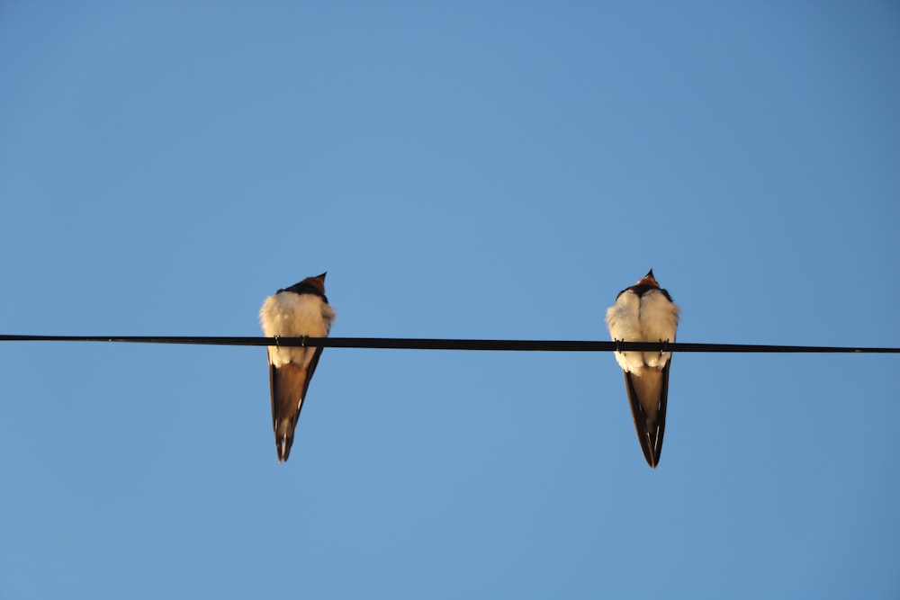 two birds sitting on a wire with a blue sky in the background