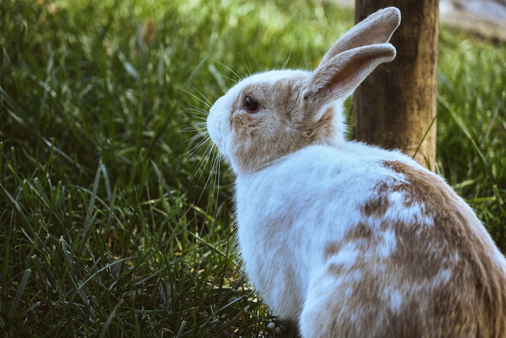 Ein braun-weißes Kaninchen sitzt neben einem Baum