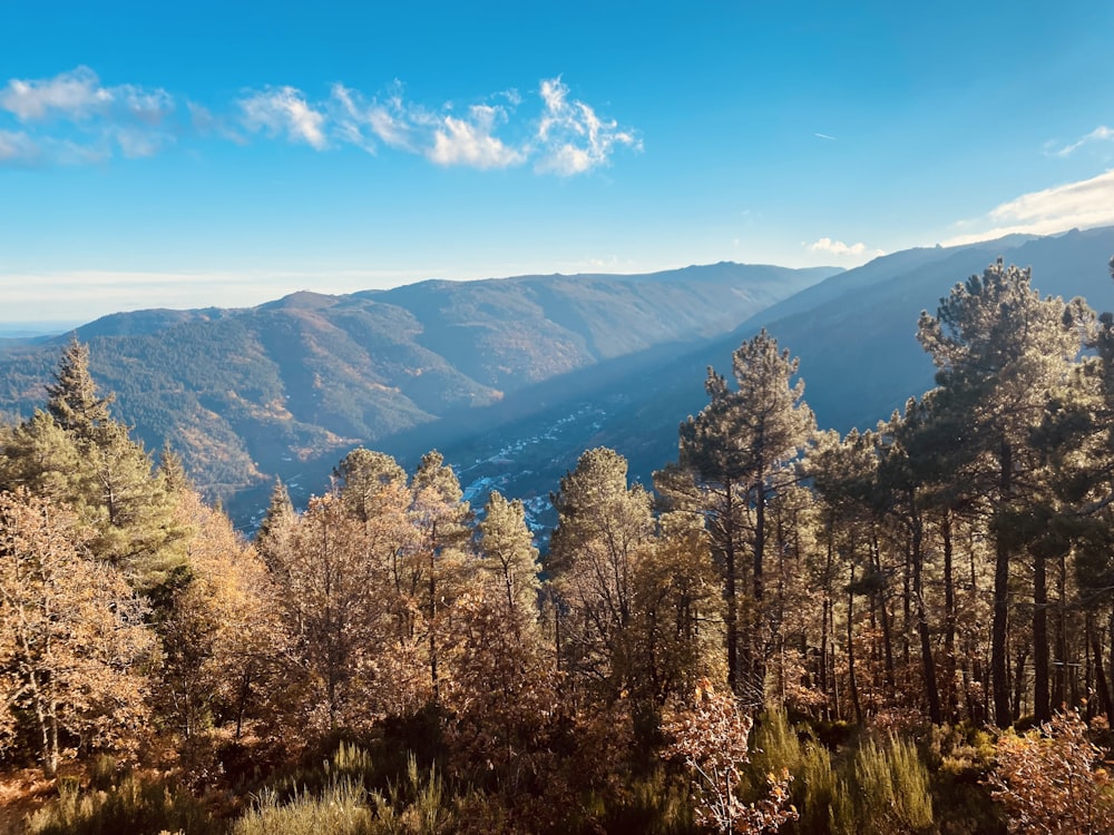 a scenic view of a mountain range with trees in the foreground