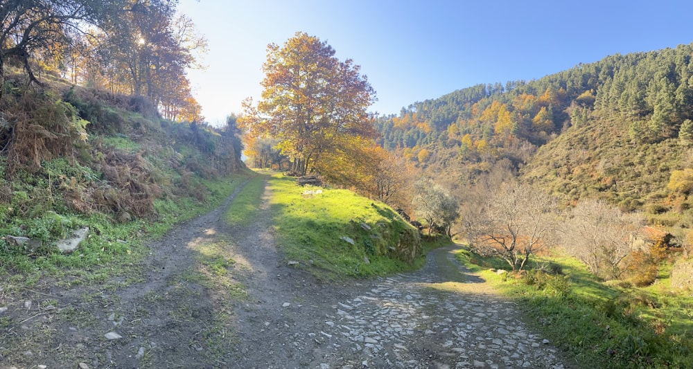 a dirt road in the middle of a forest