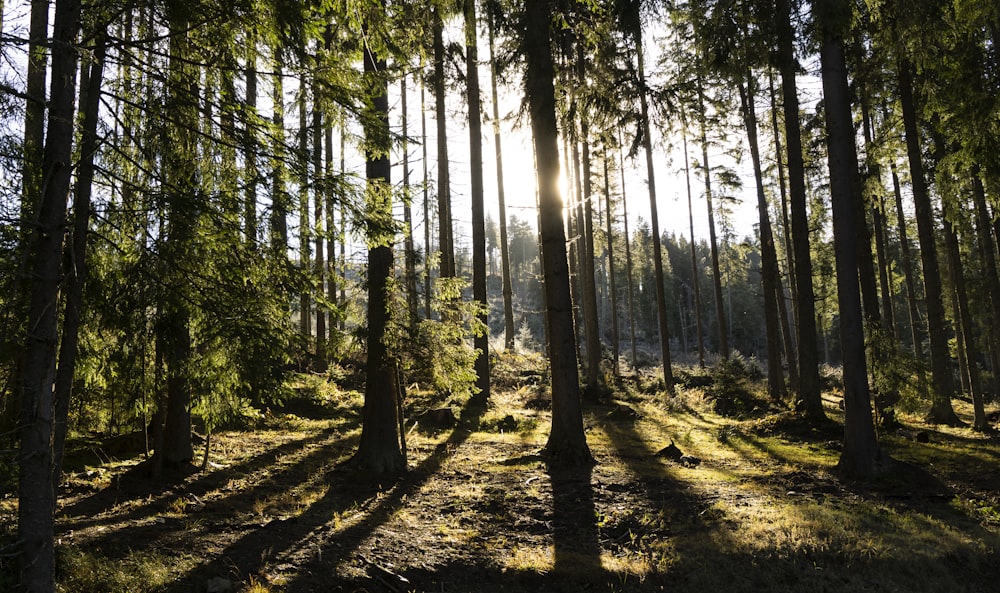 the sun is shining through the trees in the forest