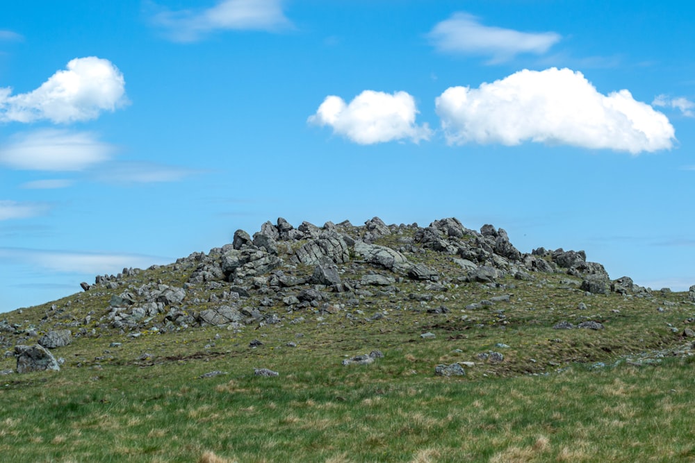 a sheep standing on top of a lush green hillside