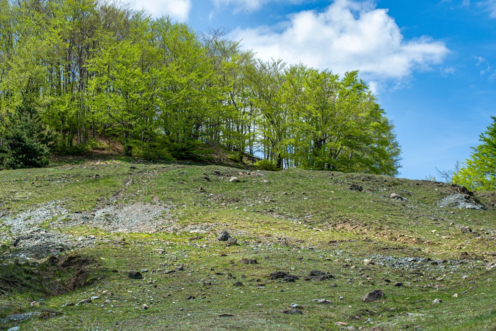a grassy hill with trees in the background