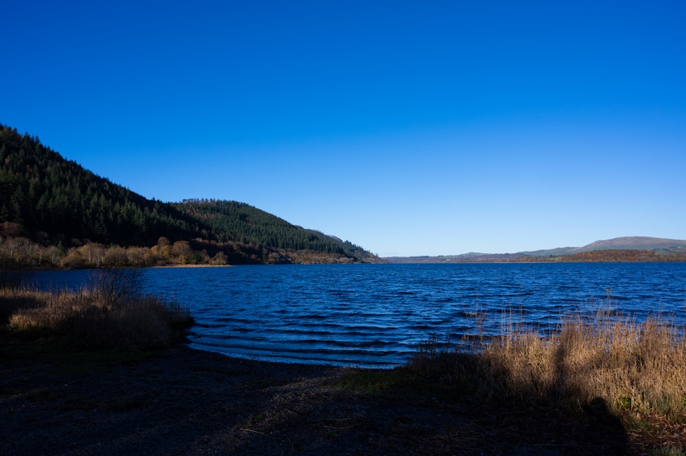 a large body of water surrounded by a forest