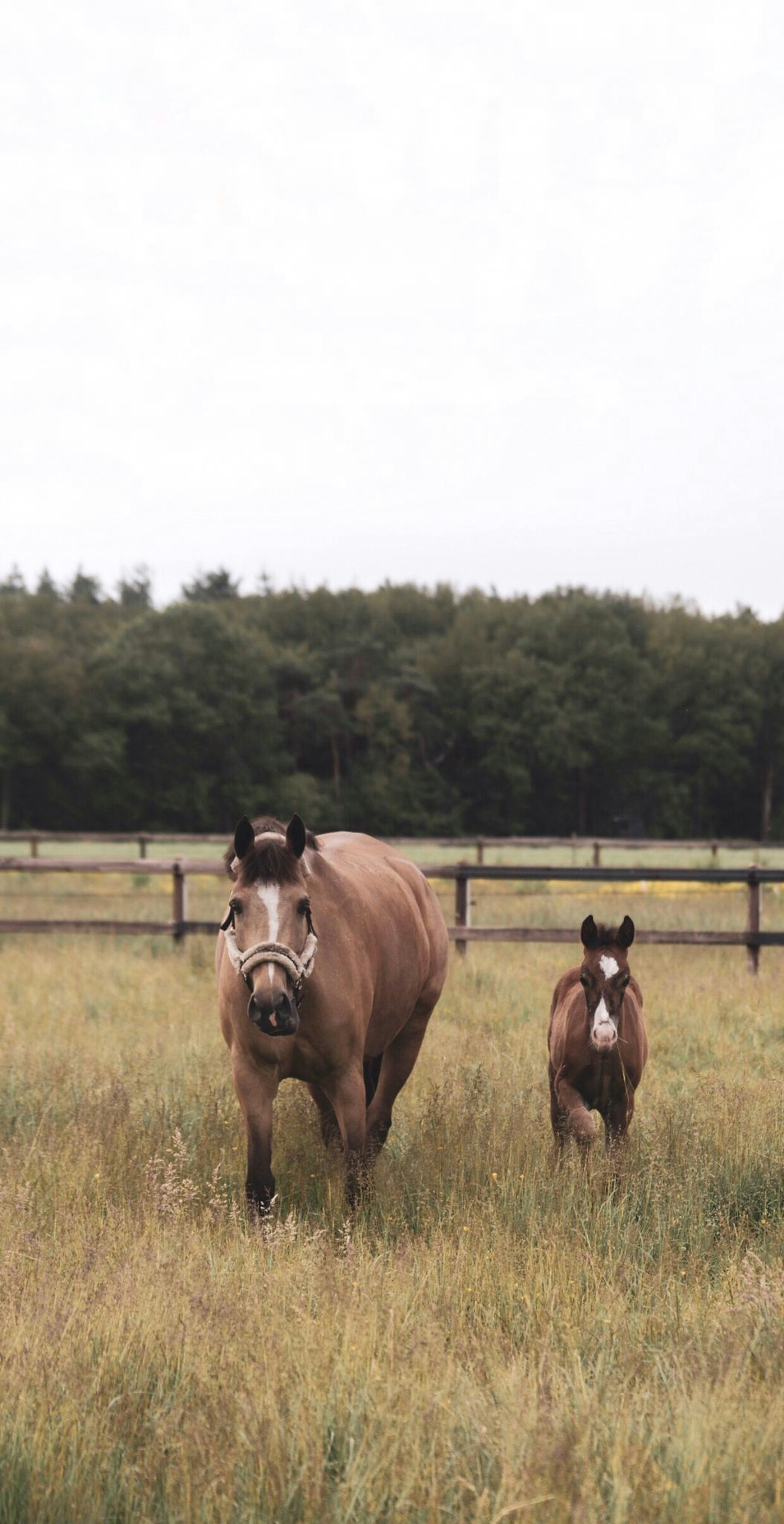 Ein braunes Pferd steht auf einem grasbedeckten Feld