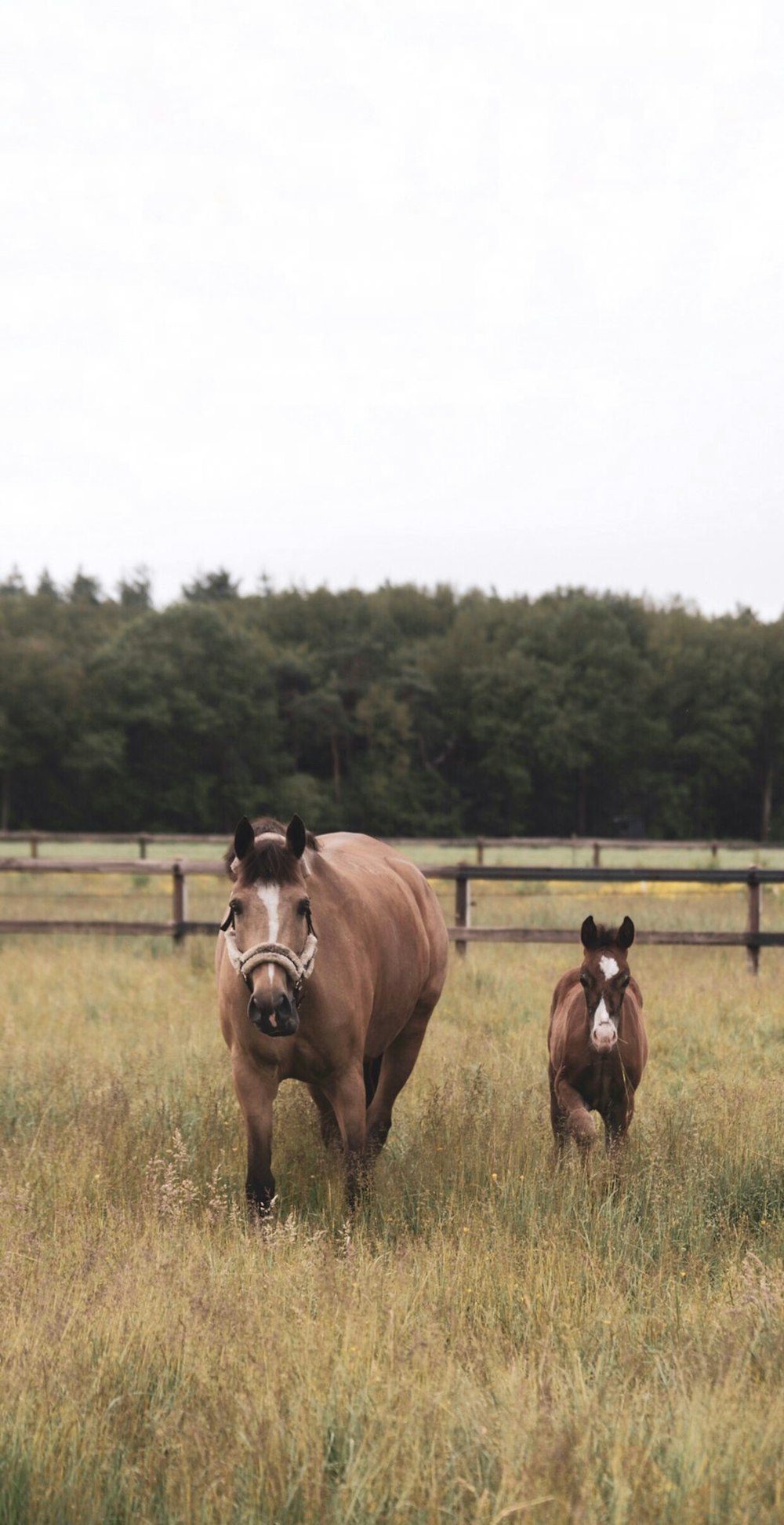 a brown horse standing on top of a grass covered field