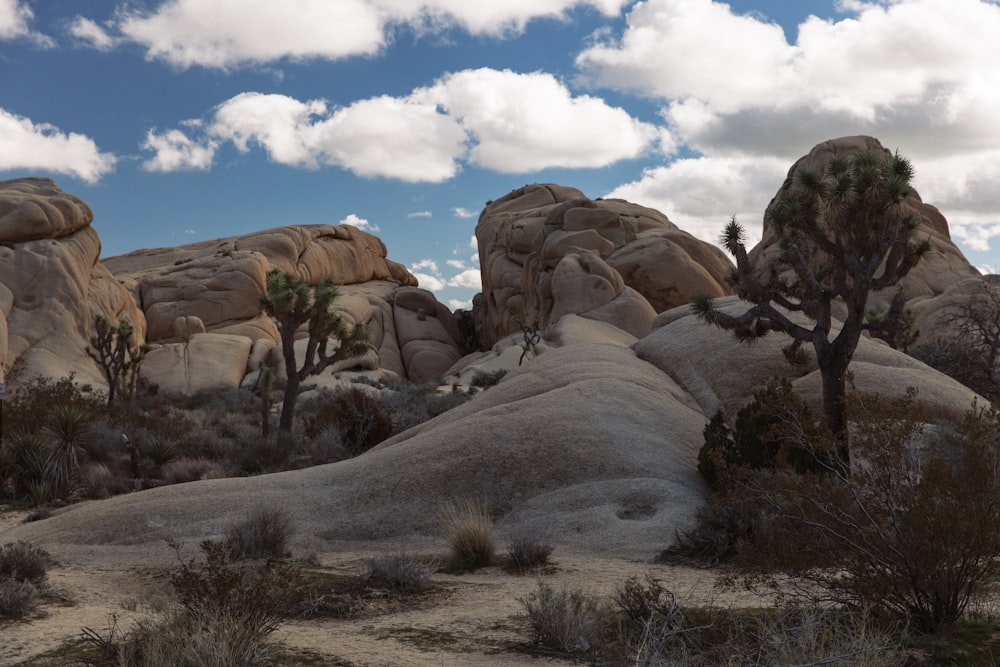 a group of rocks and trees in the desert