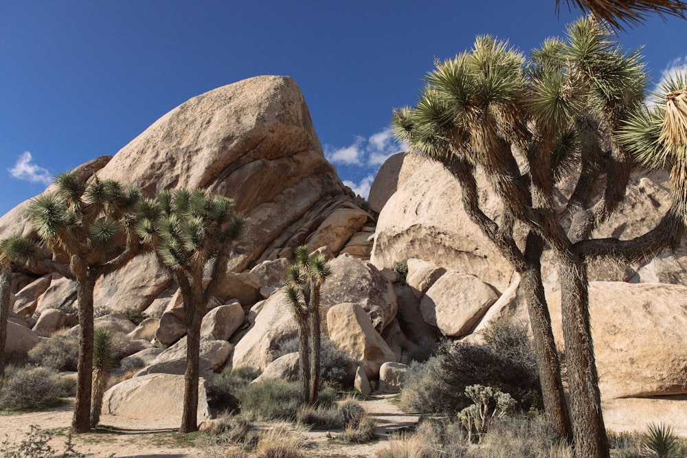 a group of palm trees in front of large rocks