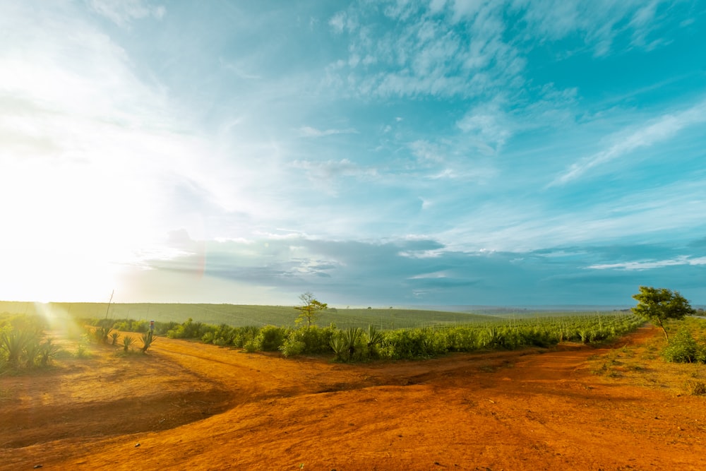 a dirt road in the middle of a field