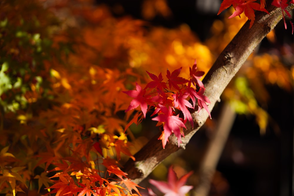 a tree with red and yellow leaves on it