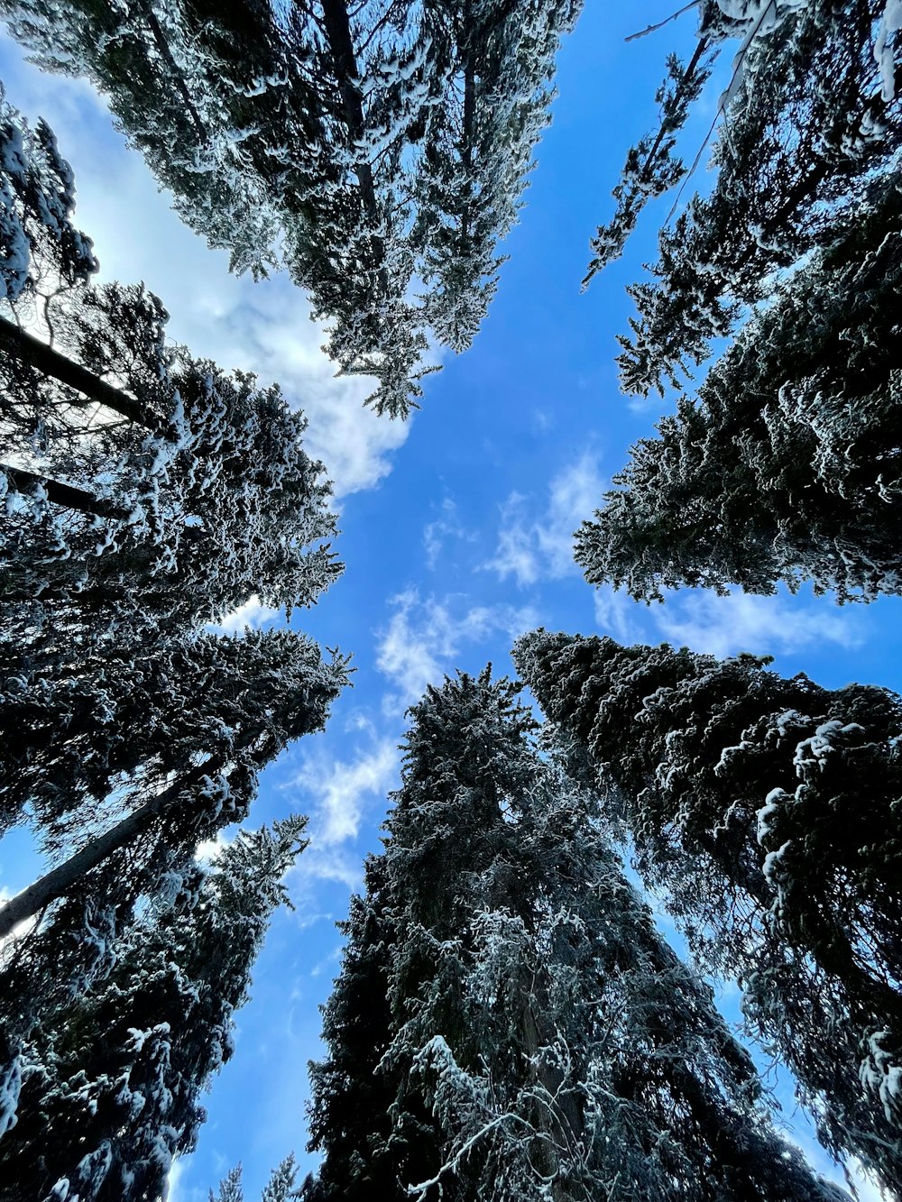 a group of tall trees standing next to each other