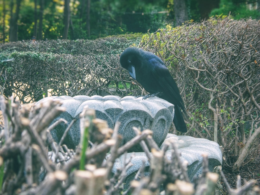 a black bird sitting on top of a rock