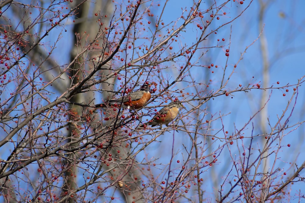 two birds sitting on a branch of a tree