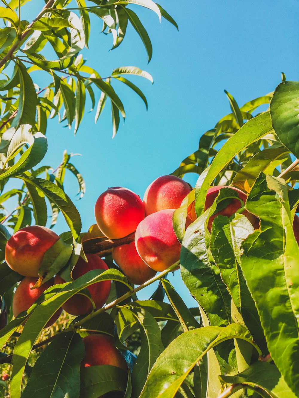 a tree filled with lots of ripe peaches