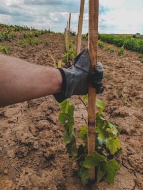 a hand holding a piece of wood in a field