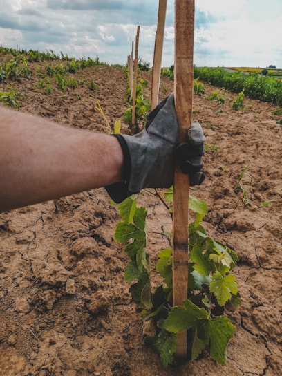 a hand holding a piece of wood in a field