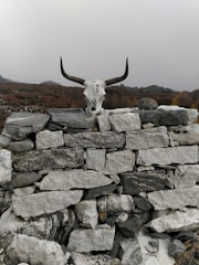 a bull skull on top of a pile of rocks