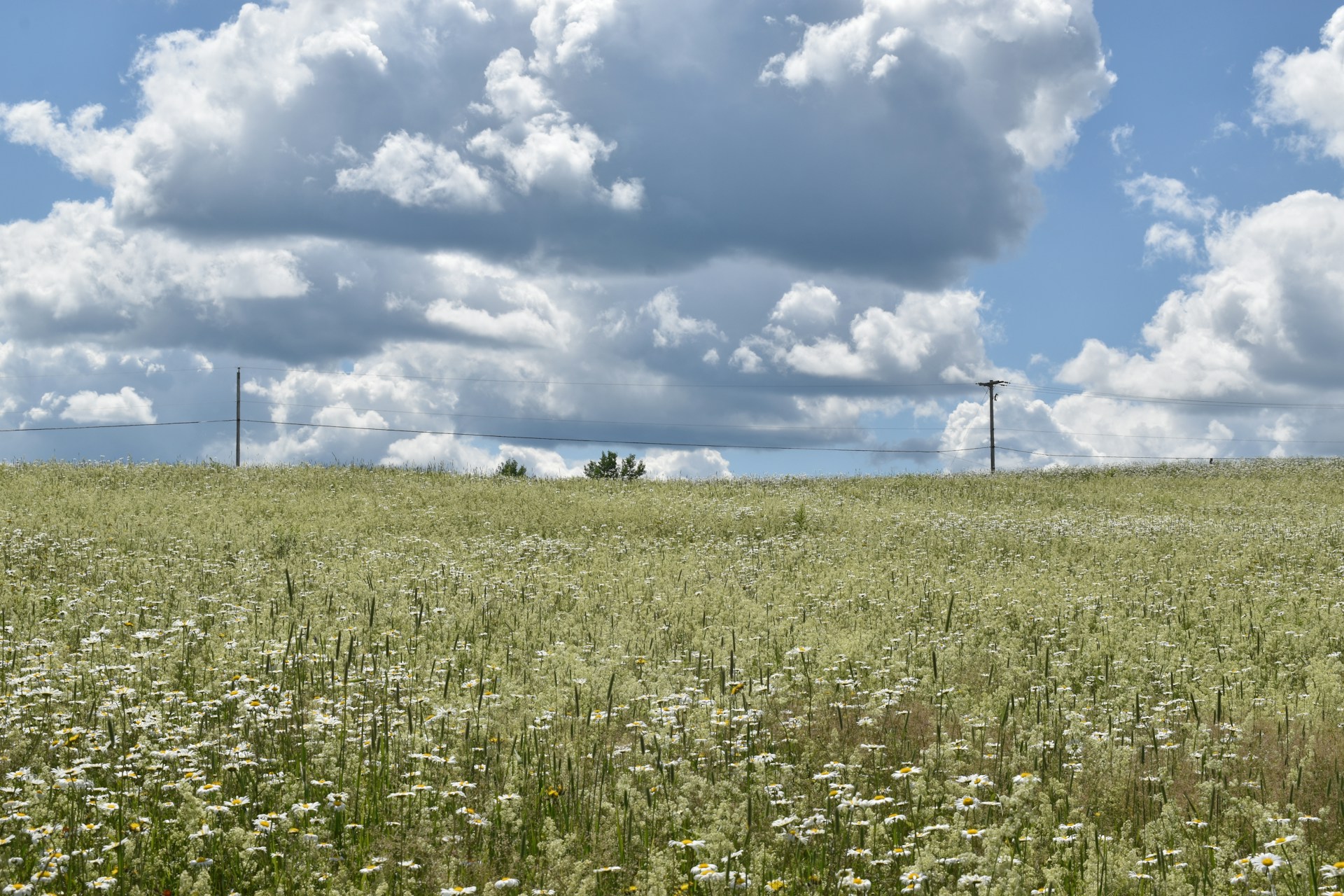 a field of grass and flowers under a cloudy sky
